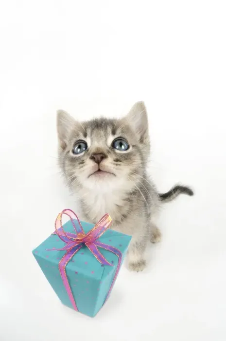 Framed Print : Cat - 6 week old Somali cross Asian kitten with present. Digital Manipulation: present JD Framed Print : Cat - 6 week old Somali cross Asian kitten with present. Digital Manipulation: present JD