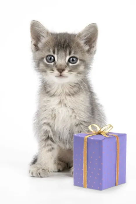 Framed Print : Cat - 6 week old Somali cross Asian kitten with present Digital Manipulation: present JD Framed Print : Cat - 6 week old Somali cross Asian kitten with present Digital Manipulation: present JD
