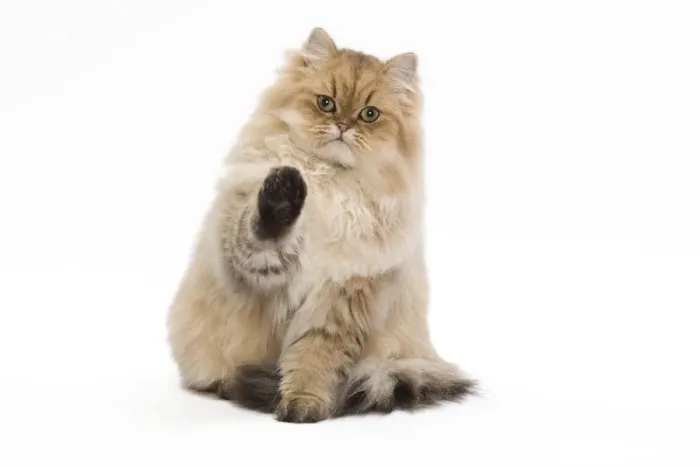 Framed Print : Cat - 7 month old Persian Kitten in studio with one paw up - Black golden-shell Framed Print : Cat - 7 month old Persian Kitten in studio with one paw up - Black golden-shell