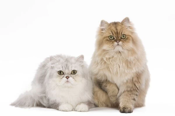 Cat - 7 month old Persian Kittens in studio - grey  /  silver & Black golden-shell