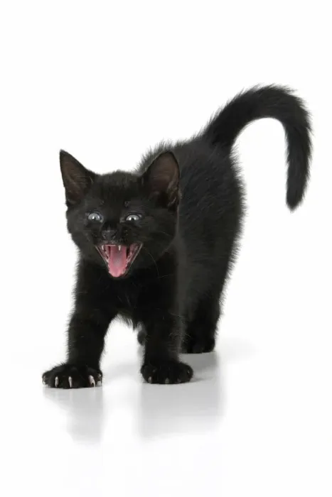 Framed Print : CAT. 7 weeks old, black kitten, stretching and yawning, facial expression, cute, studio, white background Framed Print : CAT. 7 weeks old, black kitten, stretching and yawning, facial expression, cute, studio, white background