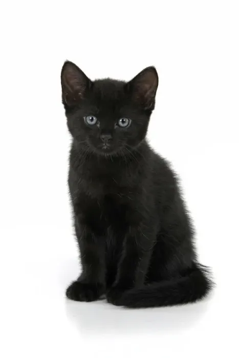 Framed Print : CAT. 7 weeks old, black kitten, sitting, cute, studio, white background Framed Print : CAT. 7 weeks old, black kitten, sitting, cute, studio, white background