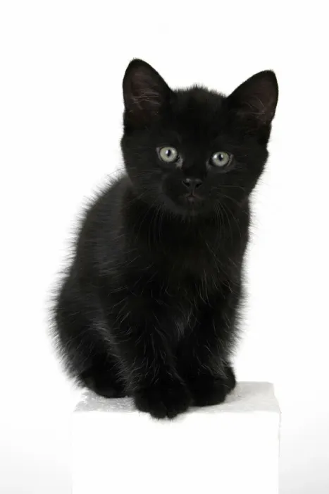 Framed Print : CAT. 7 weeks old, black kitten, sitting, cute, studio, white background Framed Print : CAT. 7 weeks old, black kitten, sitting, cute, studio, white background