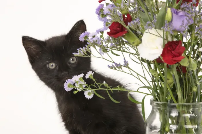 Framed Print : CAT. 7 weeks old black kitten, with flowers, studio, white background Framed Print : CAT. 7 weeks old black kitten, with flowers, studio, white background