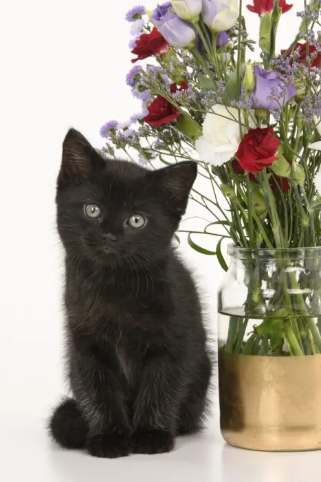 Framed Print : CAT. 7 weeks old black kitten, with flowers, studio, white background Framed Print : CAT. 7 weeks old black kitten, with flowers, studio, white background