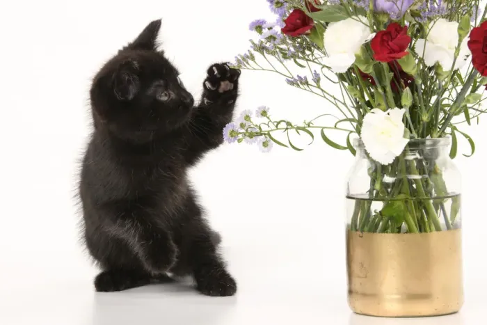 Framed Print : CAT. 7 weeks old black kitten, with flowers, studio, white background Framed Print : CAT. 7 weeks old black kitten, with flowers, studio, white background