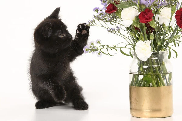 CAT. 7 weeks old black kitten, with flowers, studio, white background