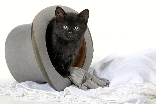 CAT. 7 weeks old, black kitten, sitting in a wedding top hat, cute, studio, white background