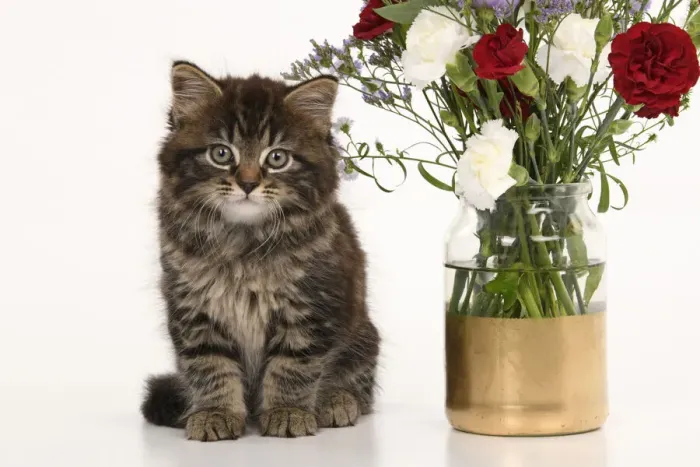 Framed Print : CAT. 7 weeks old tabby kitten, with flowers, studio, white background Framed Print : CAT. 7 weeks old tabby kitten, with flowers, studio, white background