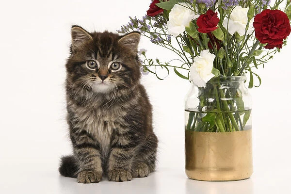 CAT. 7 weeks old tabby kitten, with flowers, studio, white background