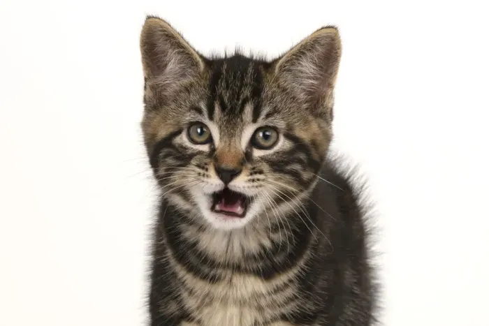 Framed Print : CAT. 7 weeks old tabby kitten, head & shoulders, looking at camera, mouth open, tongue, cute, studio, white background Framed Print : CAT. 7 weeks old tabby kitten, head & shoulders, looking at camera, mouth open, tongue, cute, studio, white background
