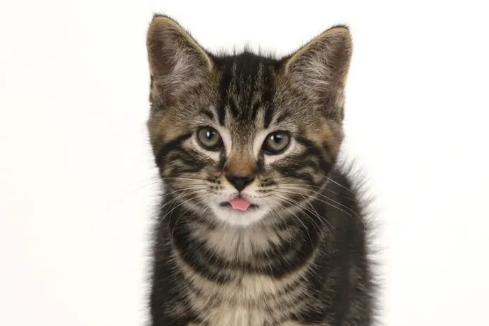 Framed Print : CAT. 7 weeks old tabby kitten, head & shoulders, looking at camera, mouth open, tongue, cute, studio, white background Framed Print : CAT. 7 weeks old tabby kitten, head & shoulders, looking at camera, mouth open, tongue, cute, studio, white background