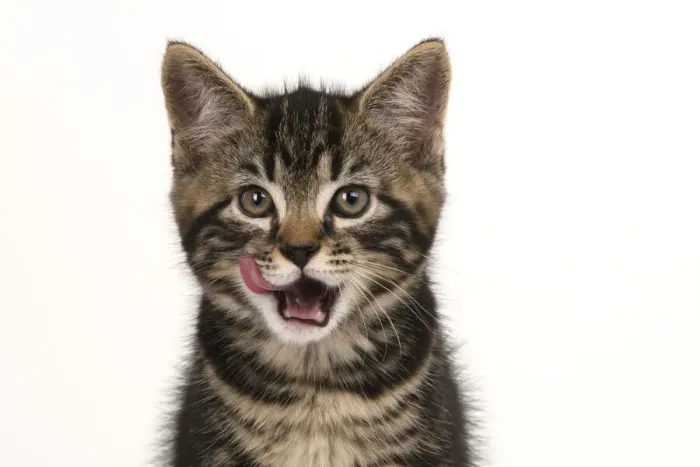 Framed Print : CAT. 7 weeks old tabby kitten, head & shoulders, looking at camera, mouth open, tongue, cute, studio, white background Framed Print : CAT. 7 weeks old tabby kitten, head & shoulders, looking at camera, mouth open, tongue, cute, studio, white background