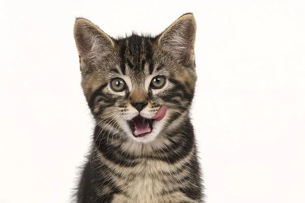 CAT. 7 weeks old tabby kitten, head & shoulders, looking at camera, mouth open, tongue, cute, studio, white background