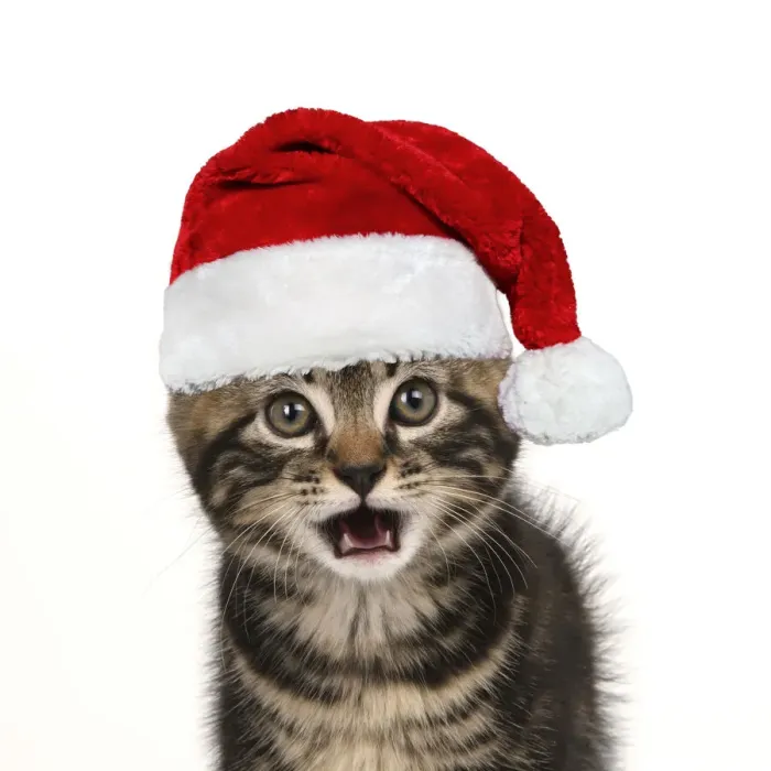Framed Print : CAT. 7 weeks old tabby kitten, head & shoulders, looking at camera wearing a red Santa Christmas hat Framed Print : CAT. 7 weeks old tabby kitten, head & shoulders, looking at camera wearing a red Santa Christmas hat