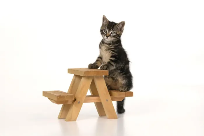 Framed Print : CAT. 7 weeks old tabby kitten, on picnic bench, studio, white background Framed Print : CAT. 7 weeks old tabby kitten, on picnic bench, studio, white background