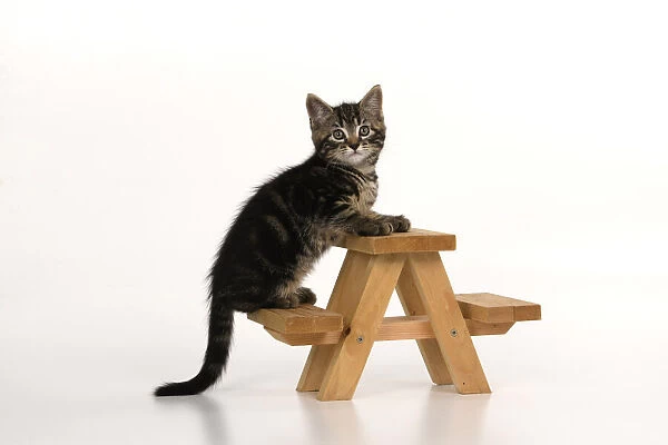 CAT. 7 weeks old tabby kitten, on picnic bench, studio, white background