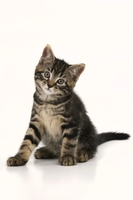 Framed Print : CAT. 7 weeks old tabby kitten, sitting, cute, studio, white background Framed Print : CAT. 7 weeks old tabby kitten, sitting, cute, studio, white background