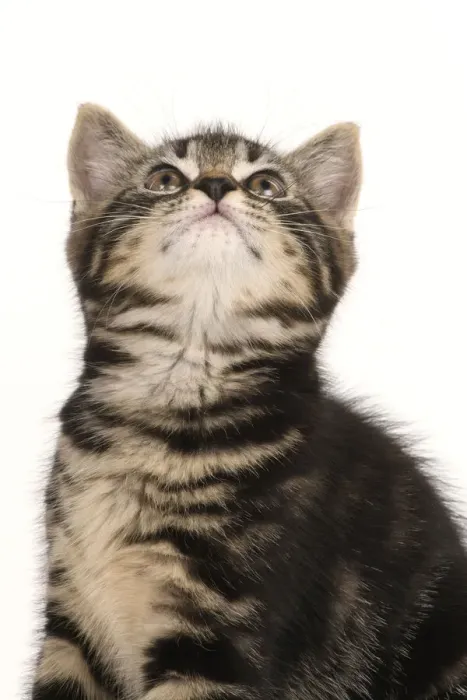 Framed Print : CAT. 7 weeks old tabby kitten, sitting, looking up, cute, studio, white background Framed Print : CAT. 7 weeks old tabby kitten, sitting, looking up, cute, studio, white background