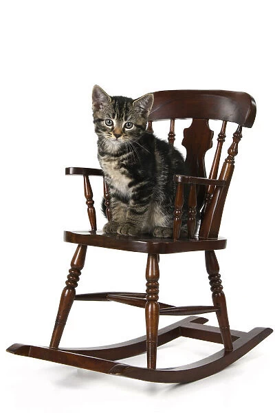 CAT. 7 weeks old tabby kitten, sitting in a mini chair, , cute, studio, white background