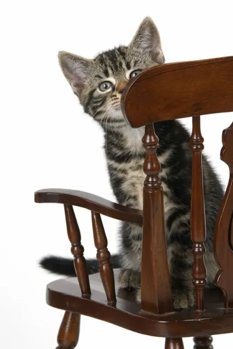 Framed Print : CAT. 7 weeks old tabby kitten, sitting in a mini chair, , cute, studio, white background Framed Print : CAT. 7 weeks old tabby kitten, sitting in a mini chair, , cute, studio, white background