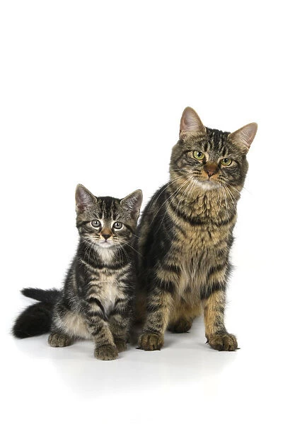 CAT. 7 weeks old, tabby kitten sitting with its mother, cute, studio, white background