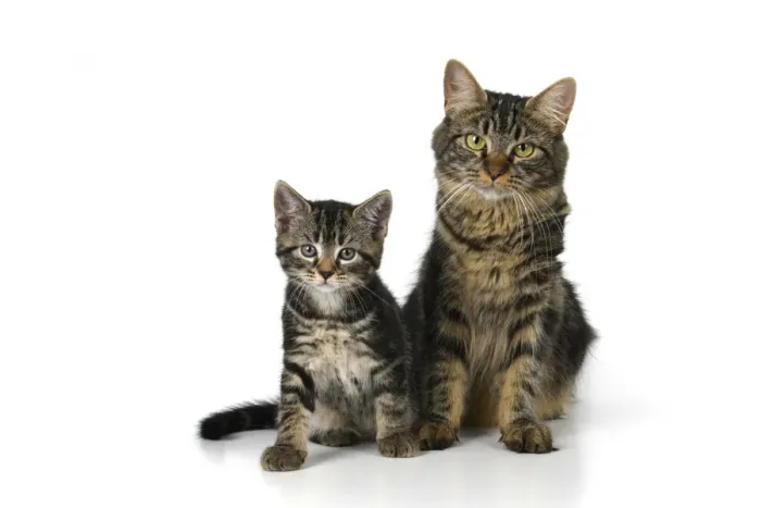 Framed Print : CAT. 7 weeks old, tabby kitten sitting with its mother, cute, studio, white background Framed Print : CAT. 7 weeks old, tabby kitten sitting with its mother, cute, studio, white background