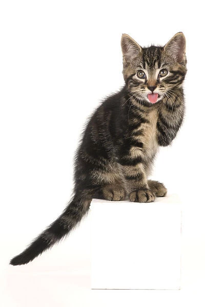 CAT. 7 weeks old tabby kitten, sitting with paw up to face, , cute, studio, white background