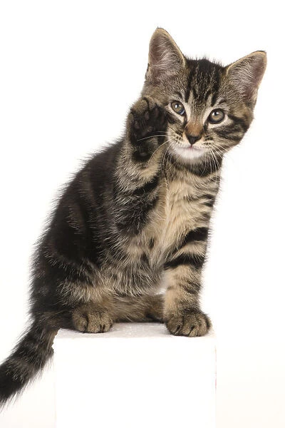 CAT. 7 weeks old tabby kitten, sitting with paw up to face, , cute, studio, white background