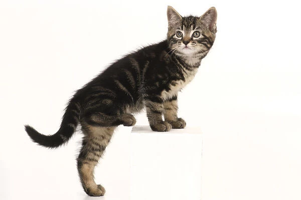 CAT. 7 weeks old tabby kitten, stepping up, cute, studio, white background