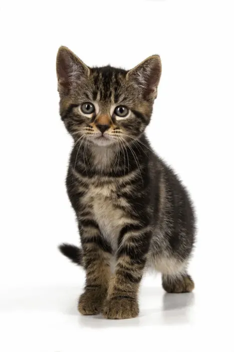 Framed Print : CAT. 7 weeks old tabby kitten, walking to camera, cute, studio, white background Framed Print : CAT. 7 weeks old tabby kitten, walking to camera, cute, studio, white background
