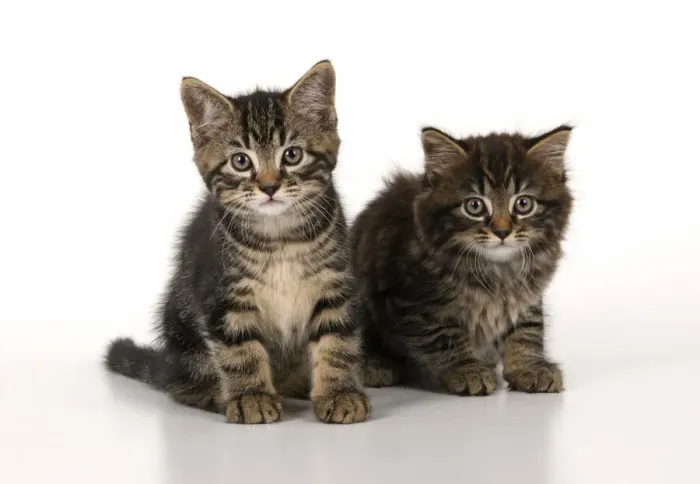 Framed Print : CAT. 7 weeks old tabby kittens, sitting together, cute, studio, white background Framed Print : CAT. 7 weeks old tabby kittens, sitting together, cute, studio, white background