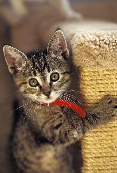 Cat - 8-10 week old kitten - Santa Cruz Society for the Prevention of Cruelty to Animals - Santa Cruz - CA - USA