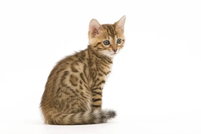 Framed Print : Cat - 8 week old Bengal kitten - sitting in studio Framed Print : Cat - 8 week old Bengal kitten - sitting in studio