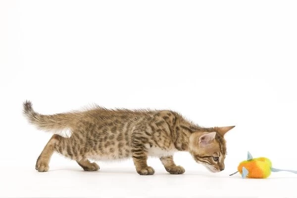 Cat - 8 week old Bengal kitten - in studio sniffing toy