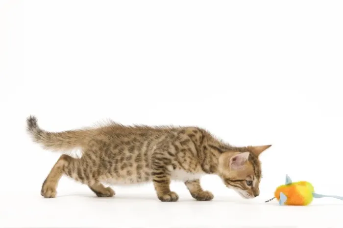 Framed Print : Cat - 8 week old Bengal kitten - in studio sniffing toy Framed Print : Cat - 8 week old Bengal kitten - in studio sniffing toy