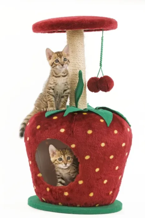 Framed Print : Cat - two 8 week old bengal kittens in studio playing in activity centre / scratching post Framed Print : Cat - two 8 week old bengal kittens in studio playing in activity centre / scratching post