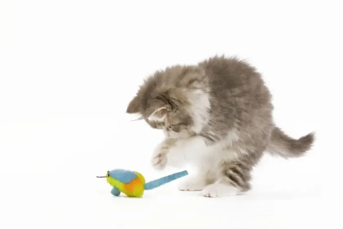 Framed Print : Cat - 8 week old British Longhair kitten in studio playing with toy