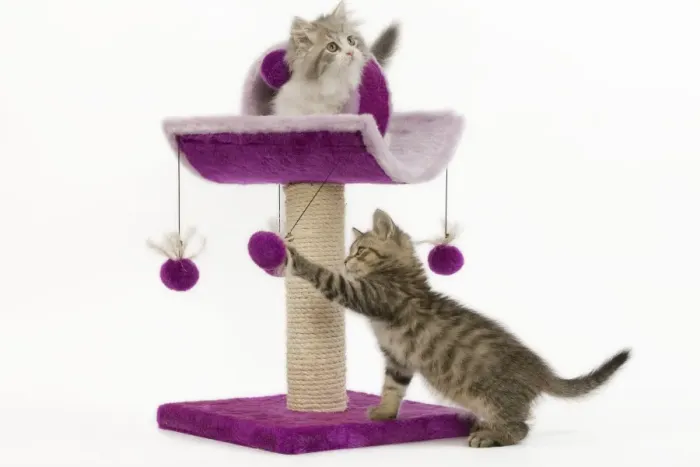 Framed Print : Cat - 8 week old British shorthair & British longhair kittens in studio playing on activity centre / scratching post Framed Print : Cat - 8 week old British shorthair & British longhair kittens in studio playing on activity centre / scratching post