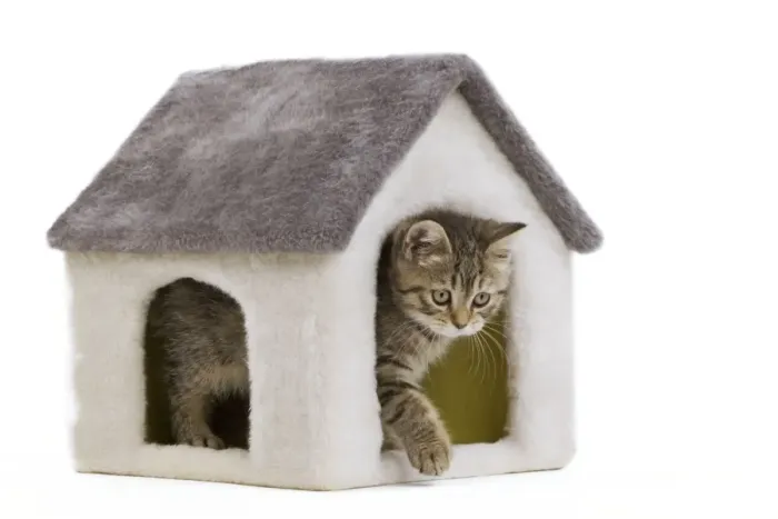 Framed Print : Cat - 8 week old British shorthair kitten in studio in cat house Framed Print : Cat - 8 week old British shorthair kitten in studio in cat house