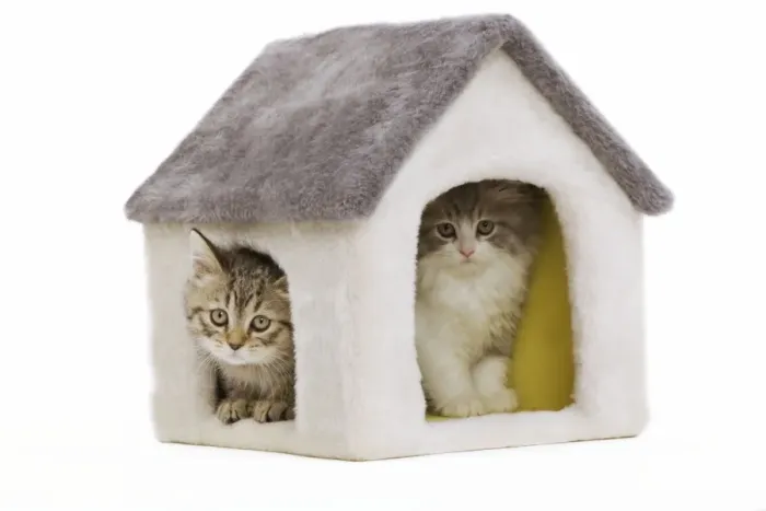 Framed Print : Cat - 8 week old British shorthair kittens in studio in cat house Framed Print : Cat - 8 week old British shorthair kittens in studio in cat house
