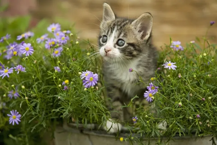 Framed Print : Cat - 8 week old kitten amongst flowers Framed Print : Cat - 8 week old kitten amongst flowers