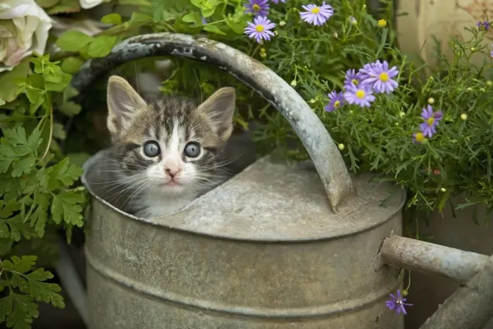 Framed Print : Cat - 8 week old kitten in watering can Framed Print : Cat - 8 week old kitten in watering can