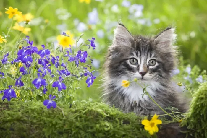 Framed Print : Cat - 8 week old Norwegian Forest kitten with flowers Framed Print : Cat - 8 week old Norwegian Forest kitten with flowers