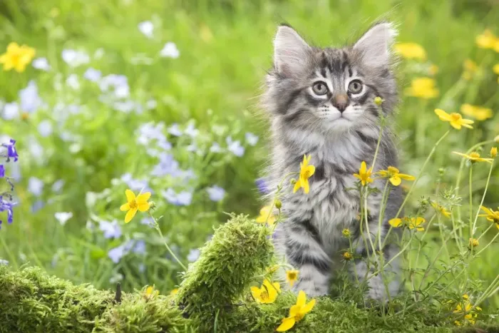 Framed Print : Cat - 8 week old Norwegian Forest kitten with flowers Framed Print : Cat - 8 week old Norwegian Forest kitten with flowers