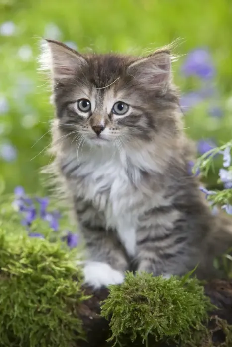 Framed Print : Cat - 8 week old Norwegian Forest kitten with flowers Framed Print : Cat - 8 week old Norwegian Forest kitten with flowers