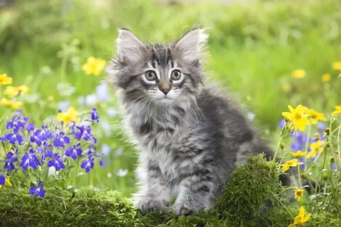 Framed Print : Cat - 8 week old Norwegian Forest kitten with flowers Framed Print : Cat - 8 week old Norwegian Forest kitten with flowers