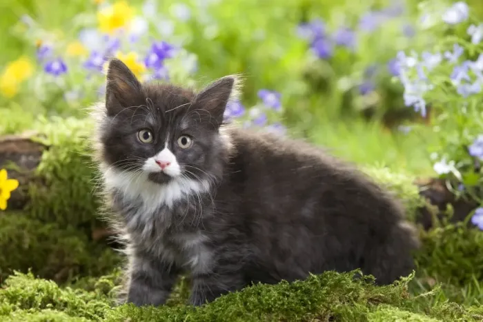 Framed Print : Cat - 8 week old Norwegian Forest kitten with flowers Framed Print : Cat - 8 week old Norwegian Forest kitten with flowers