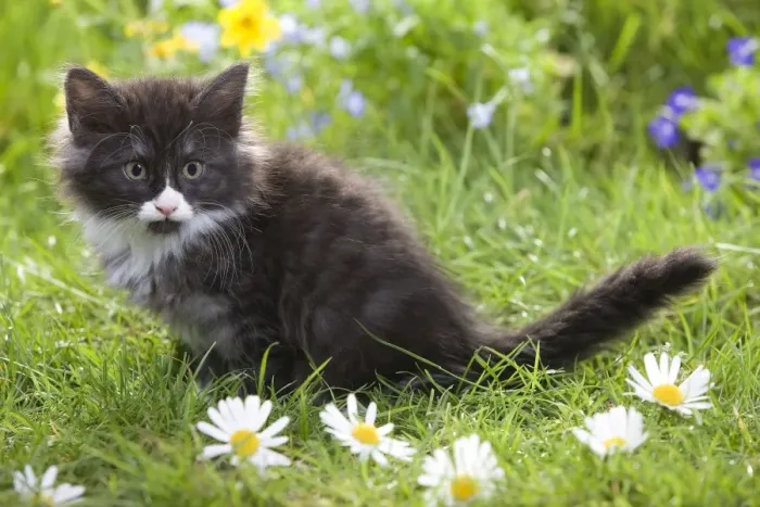 Framed Print : Cat - 8 week old Norwegian Forest kitten with flowers Framed Print : Cat - 8 week old Norwegian Forest kitten with flowers