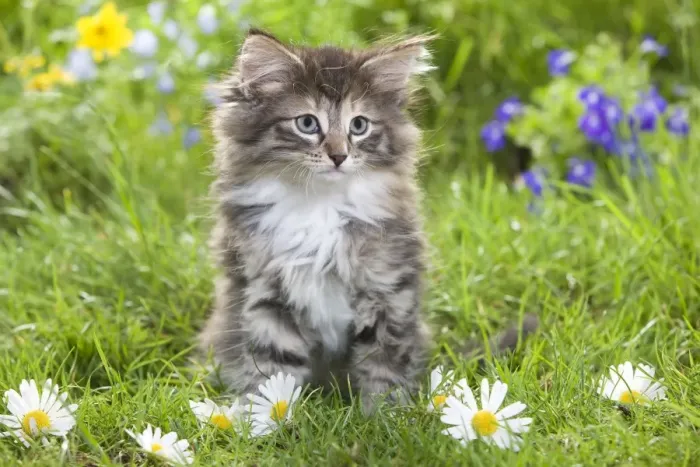 Framed Print : Cat - 8 week old Norwegian Forest kitten with flowers Framed Print : Cat - 8 week old Norwegian Forest kitten with flowers